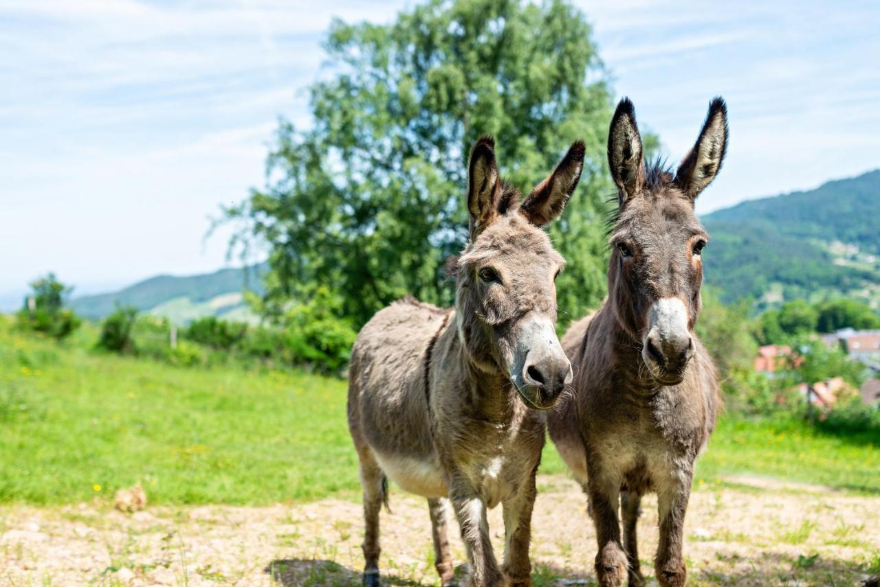 Merzel'S Schone Aussicht Bühlertal Dış mekan fotoğraf